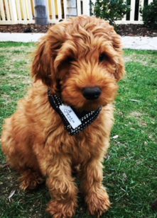 standard goldendoodle puppies for sale near me